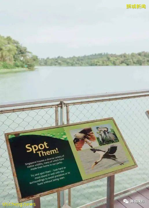 僅2天！新加坡動物園最牛的餵動物之旅，8折！還有幻光雨林和4大園5.5折起，搶啦