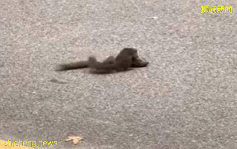 新加坡小松鼠被车撞死,同伴不离不弃试图“唤醒”!场面让人心碎