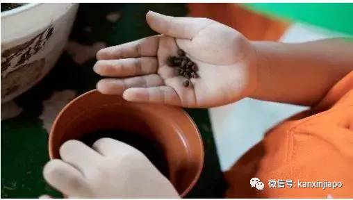 新加坡也过“丰收节”,地道印度族风情就近体验指南