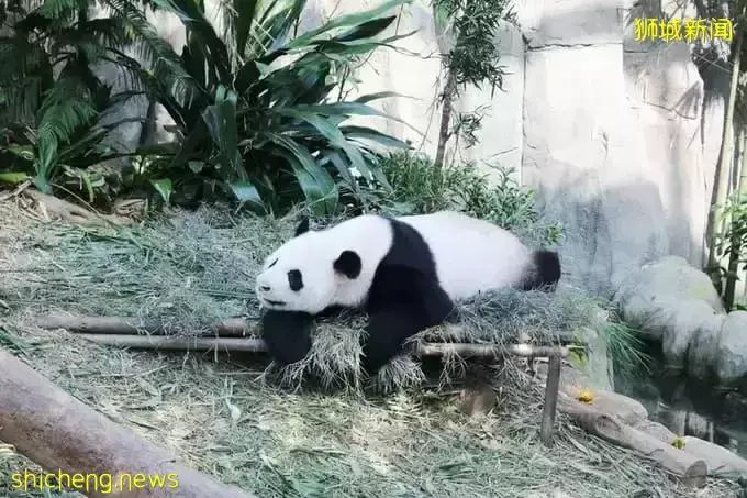 整整四天!新加坡小長假攻略拿好不謝