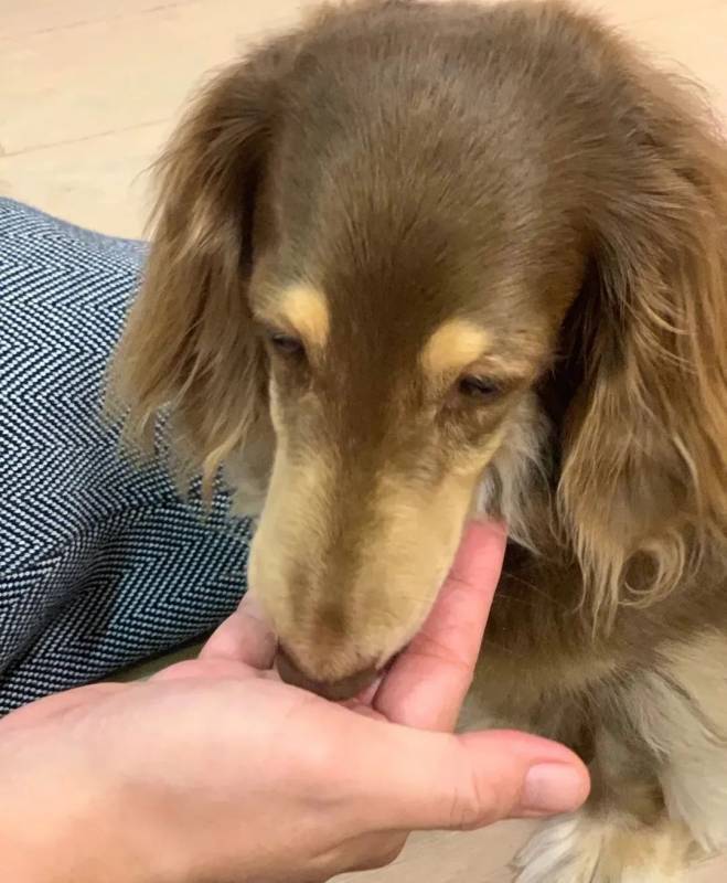 新加坡狗咖合集，快來被治愈吧