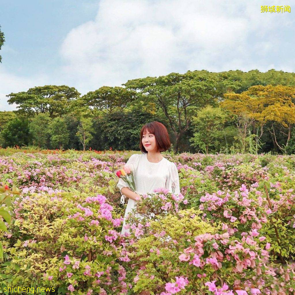 化身花仙子🧚‍♀新加坡9大花海打卡地🌷 天天鮮花盛放、美如仙境，出片率百分百