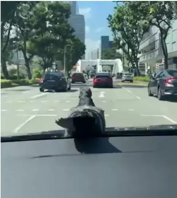 新加坡“劳斯莱鸽”走红，比“劳斯莱斯”拉风多啦