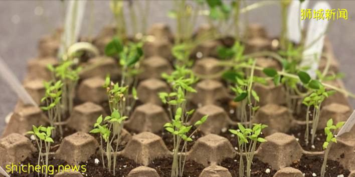 鼓勵家庭園藝,新加坡公園局給大家免費發種子啦,快去注冊