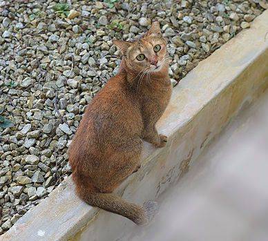 小坡島留學 NUS 校園撸貓攻略