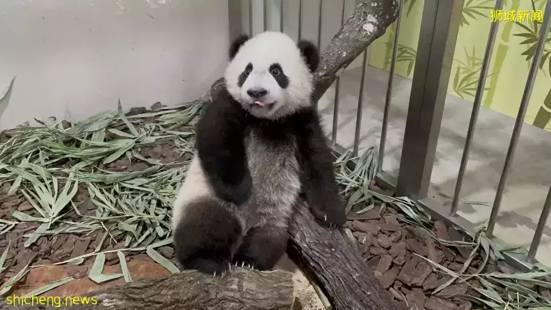 过年会吃多,跟着新加坡小熊了叻叻一起健身