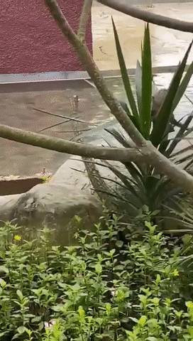 新加坡猴子是游泳健将,天天到公寓嬉水