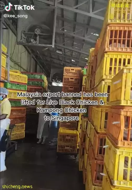 禁令解除!今天,新加坡又有鲜鸡肉了,猫山王榴梿也低至5新币