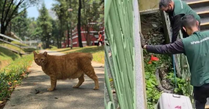 突發！這個海灘驚現一群巨型椰子蟹，還搶燒烤吃！新加坡也被鳄魚、蜥蜴、蟒蛇、水獺、猴子、野豬、野雞嚇到過