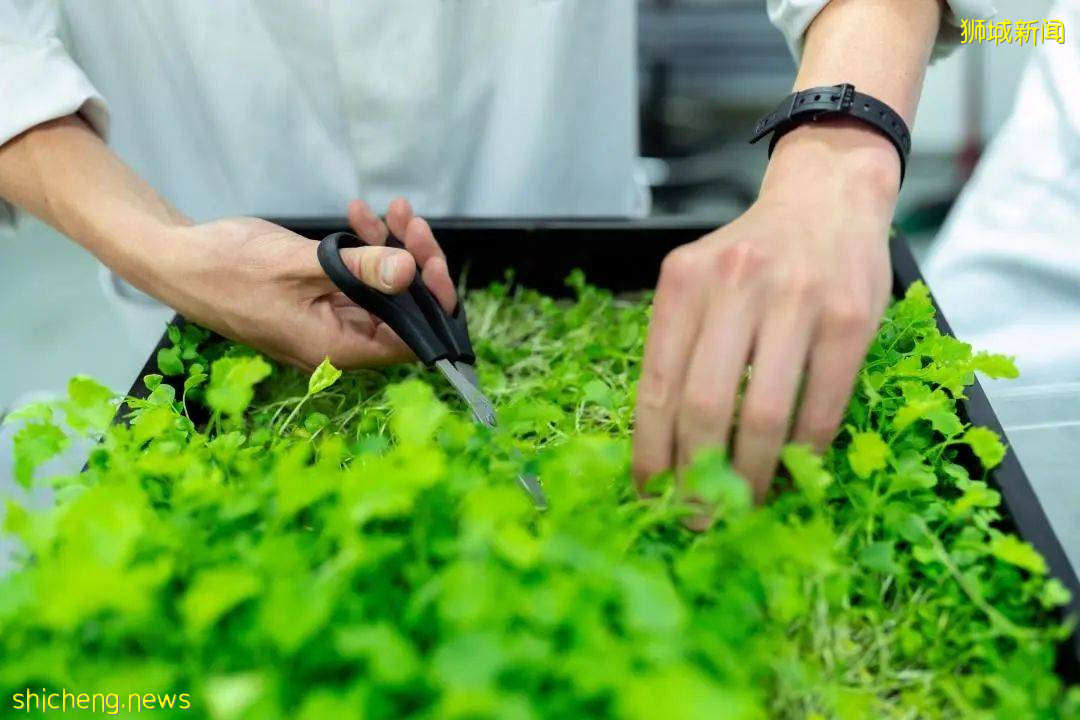 工業園“變身”創新農業園，這個10年戰略藏著新加坡的發展新機遇