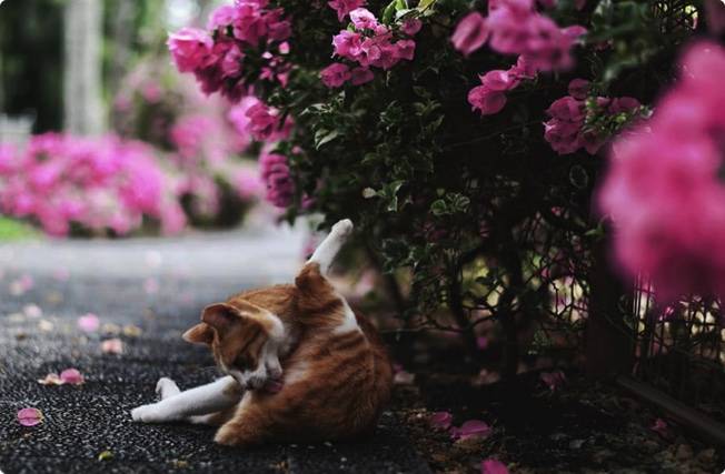 你沒看錯！這麽漂亮的美景是在新加坡，而且在後港