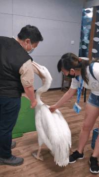 新加坡河川動物園有豪華帳篷過夜啦!本周最新活動彙總