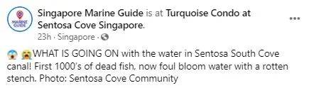 新加坡顶级富豪区升涛湾水道变成粉红色！死鱼成片漂浮，散发出阵阵不可描述的恶臭