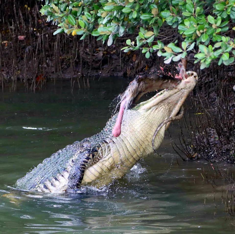 上周末！新加坡鳄鱼生吞大蜥蜴，水獭横穿乌节路