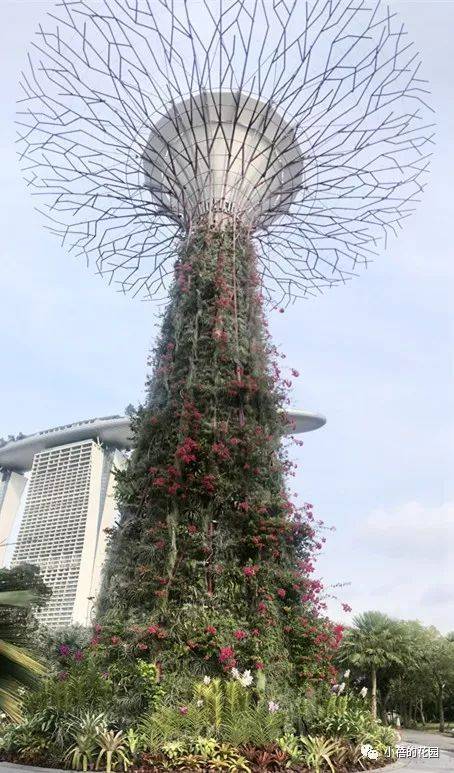 新加坡充电之旅 Part3 || 小蓓的花园