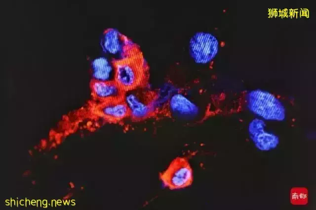 新加坡衛生部：奧密克戎近日或會傳入社區！回國機票飙漲，锺南山透露中國邊境開放時間