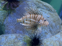 新加坡春节不出门，到这儿就是“出国”啦