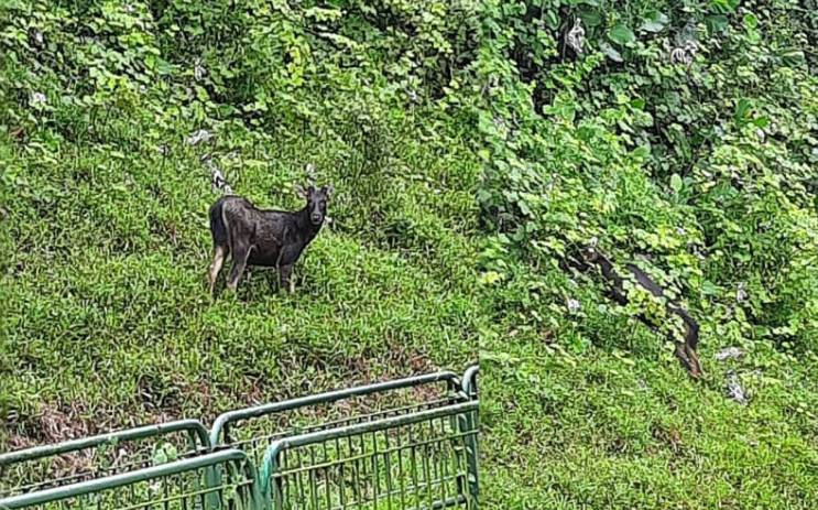 罕见水鹿大白天在BKE觅食 网谓为奇观