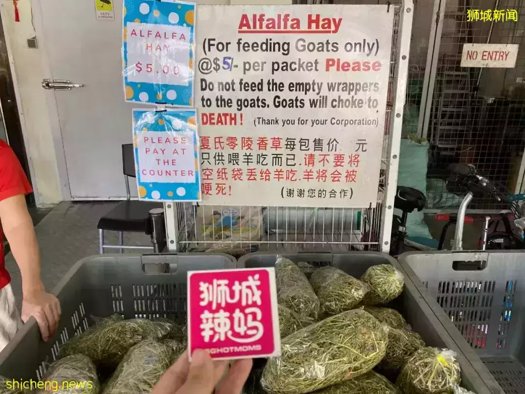 下水抓蛙、摘菜摸鱼、开土摩托……我带娃体验了一把新加坡的农家乐