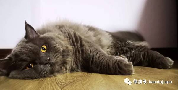 遭HDB人员登门盘查被告知,新加坡组屋不能养猫!这些“毛小孩”也不能出现