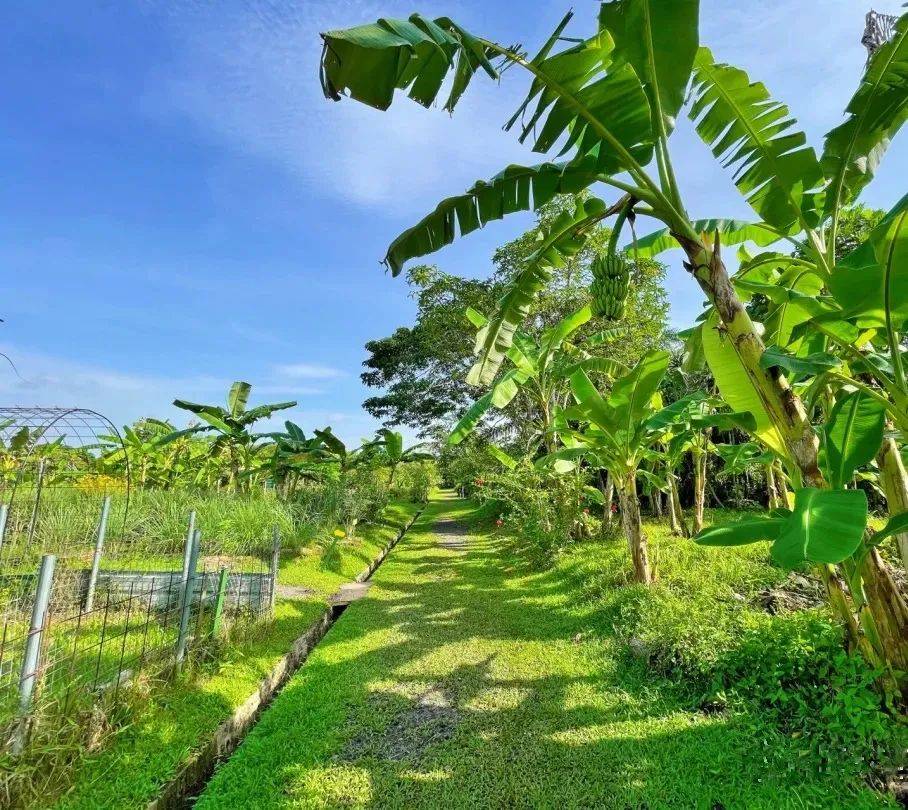 新加坡有機農場牧場？還能和羊咩咩親密接觸