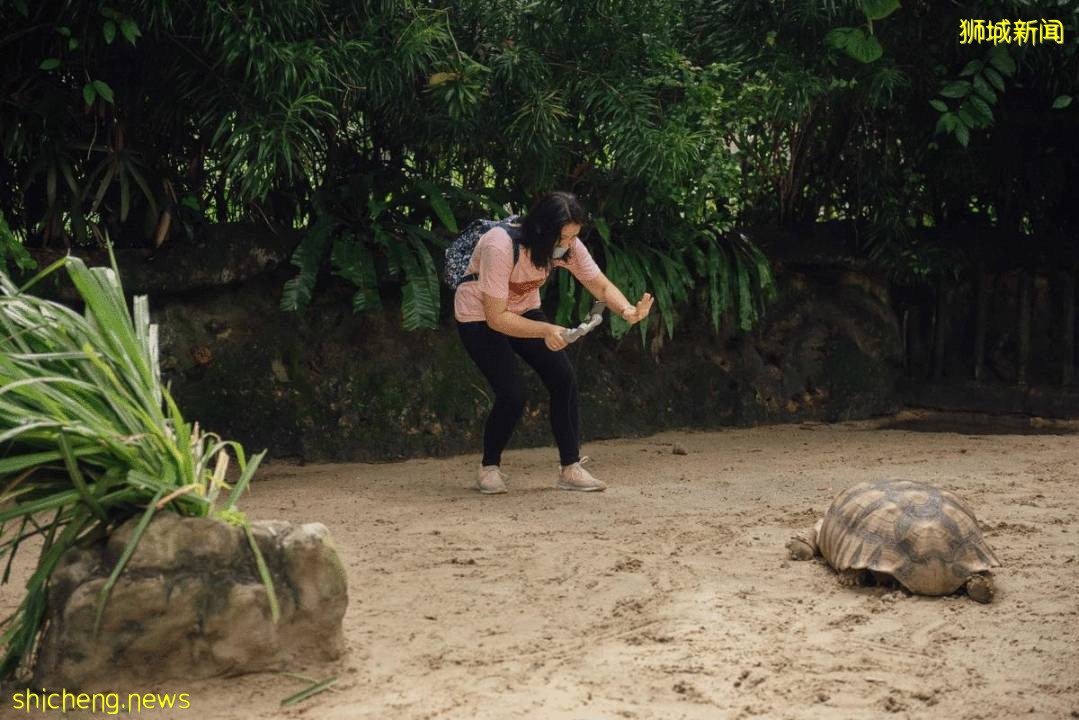僅2天！新加坡動物園最牛的餵動物之旅，8折！還有幻光雨林和4大園5.5折起，搶啦