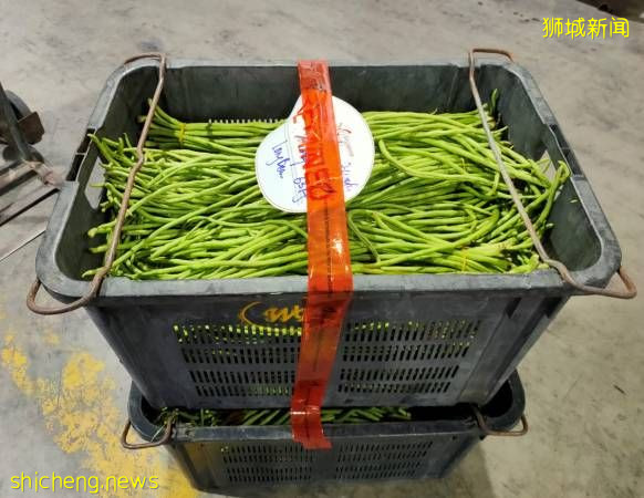 从大马运入未经申报蔬菜 狮城进口商被罚款