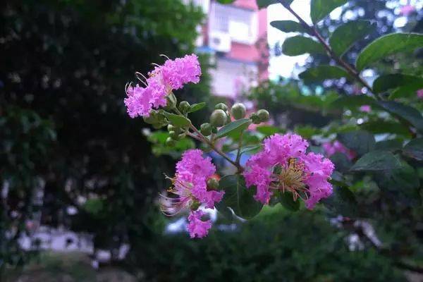 快看!新加坡到处都开花了,一大波美图刷屏