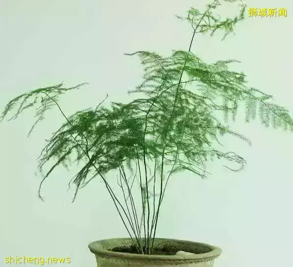 新加坡開運年花,你知道幾個