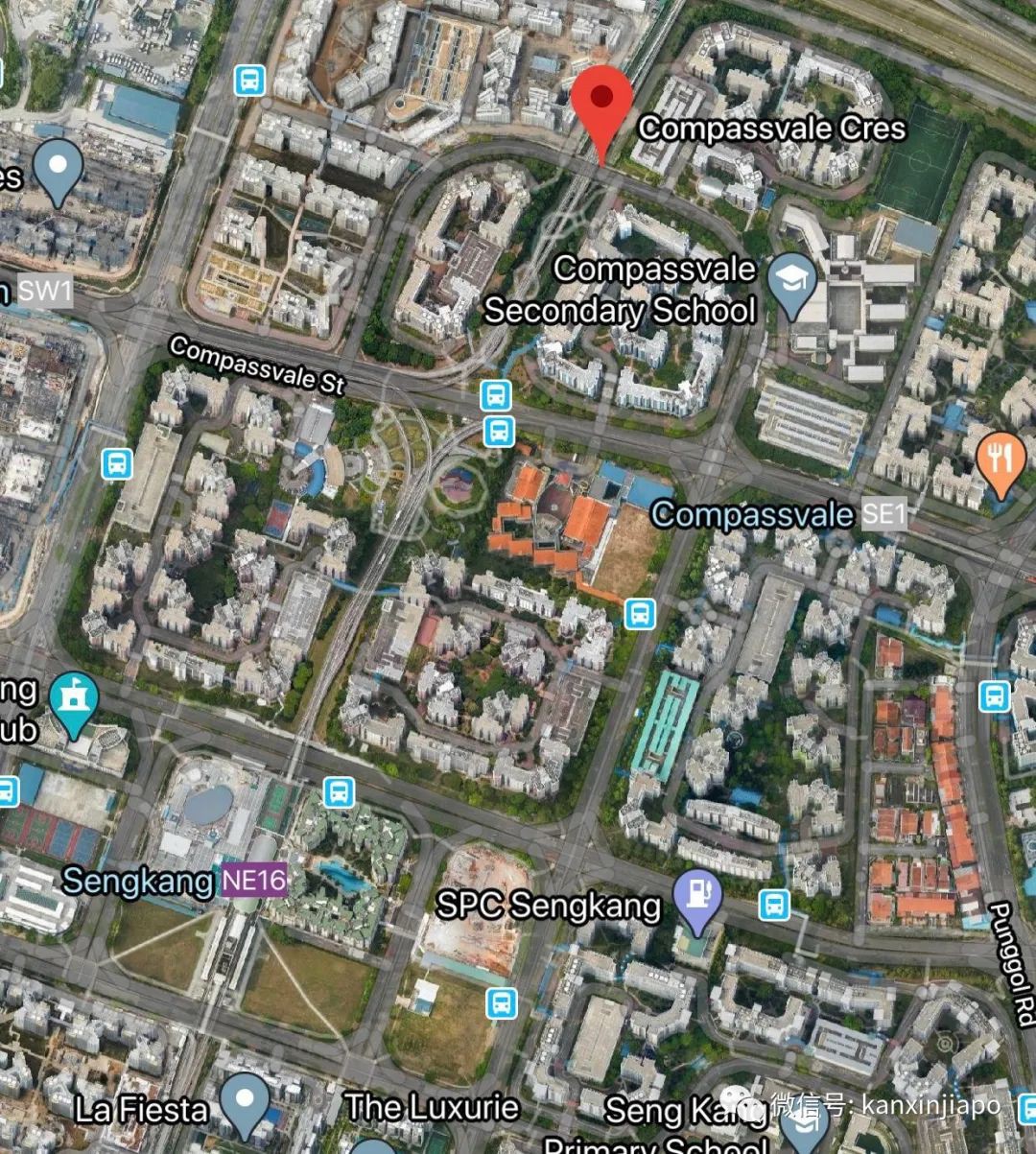 新加坡地铁站惊现狂奔的野猪，将玻璃门撞得“粉身碎骨”