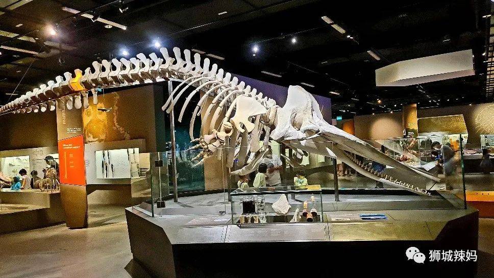 恐龍化石、抹香鯨骨架、初代巨星阿明……100W＋動植物標本竟然藏在新加坡這個地方