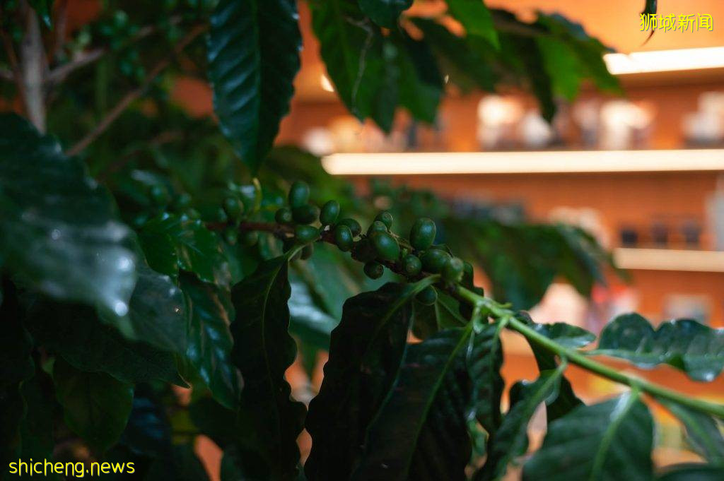 星巴克在Gardens by the Bay内开新店!明亮式设计超有看点