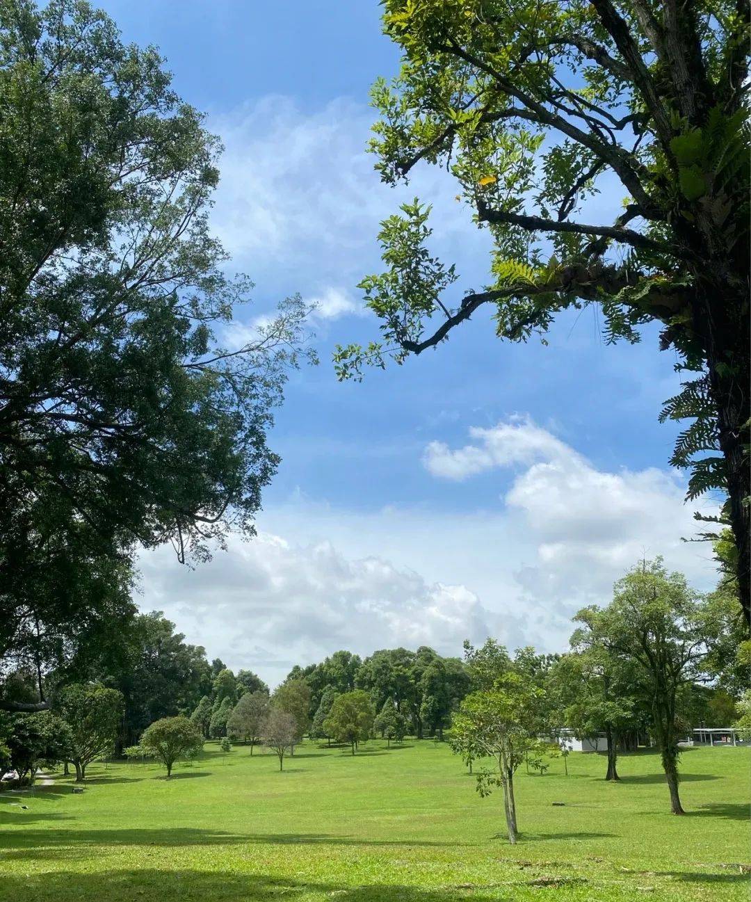 新加坡最美打卡樹集合 一起來看看吧