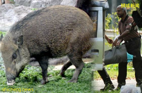 解封後，新加坡有“一對情侶”在馬路上沒戴口罩，公然擁抱!