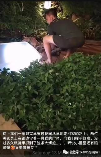 新加坡巨型鳄鱼出没码头,蟒蛇潜入住宅区吞猫