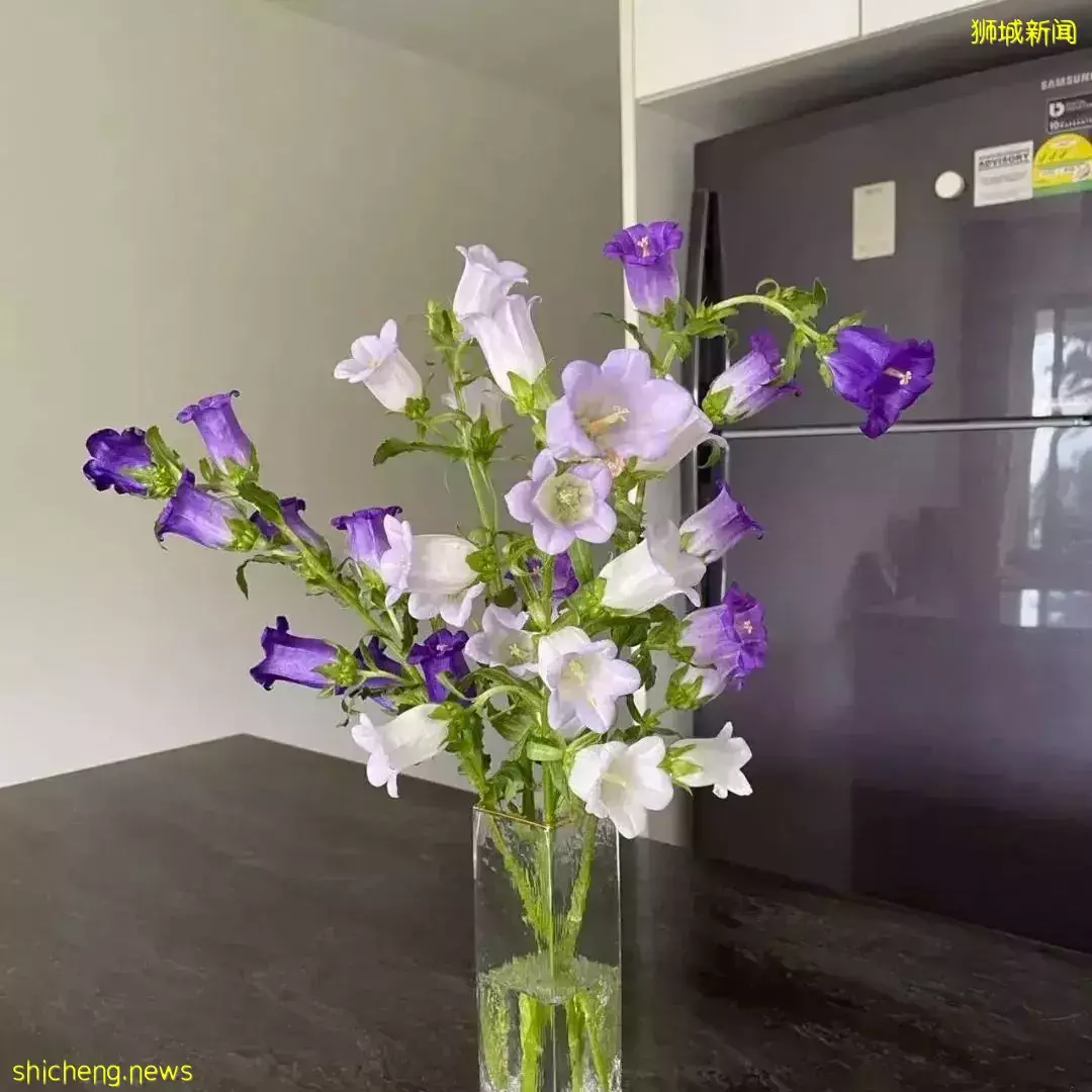 鮮花在熱帶也能養1個月？資深花友新加坡買花、養護大揭秘