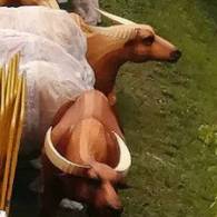 牛车水的新年灯饰来了！网友：像个养牛场一样