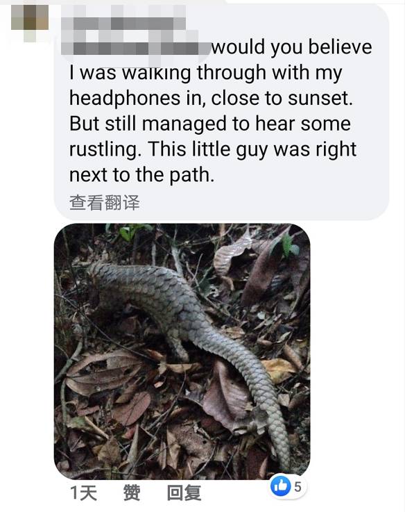 李顯龍總理發了這張小動物照片，竟引來無數人自曝