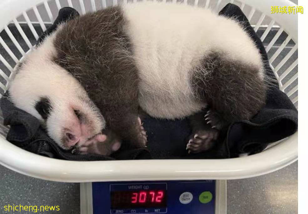 首只“新加坡制造”的大熊猫宝宝满100天了