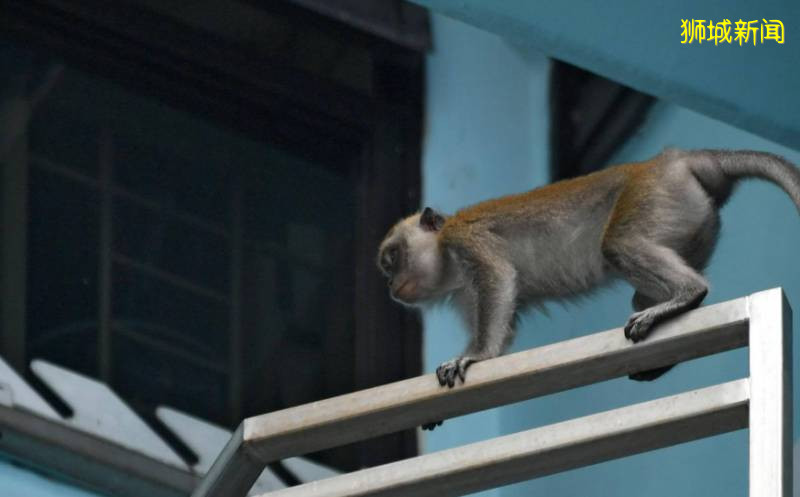 我要报警!新加坡的野猴冲进超市抢面包,惊呆路人