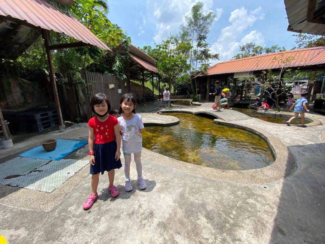 餵羊、擠奶、了解青蛙生長過程,新加坡的農場這麽牛