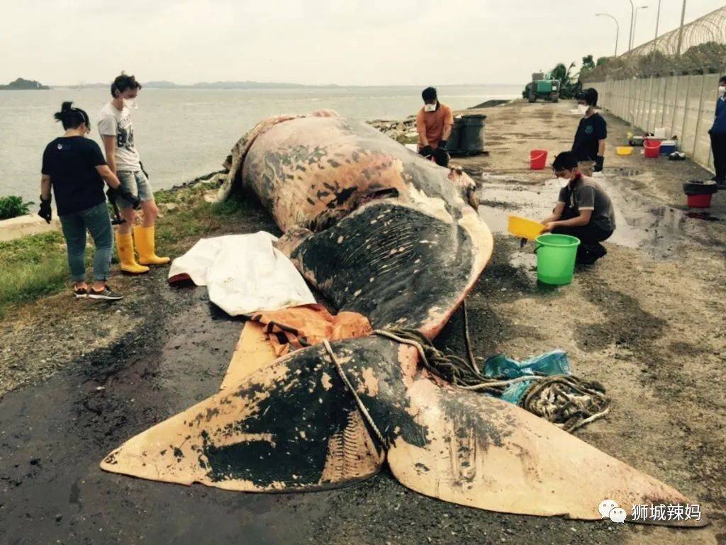 恐龍化石、抹香鯨骨架、初代巨星阿明……100W+動植物標本竟然藏在新加坡這個地方