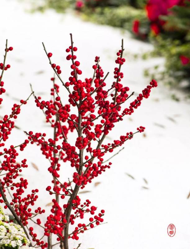 新加坡下雪了? 愿世界如雪一样纯净，如花一样灿烂
