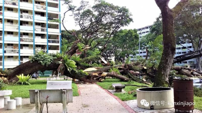 50多年老树轰然倒地,被毁车辆面目全非