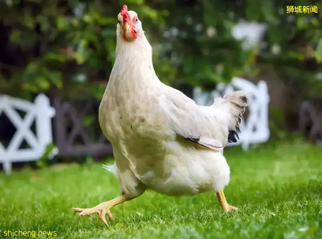 晴天霹雳！新加坡人连鸡饭都吃不上了