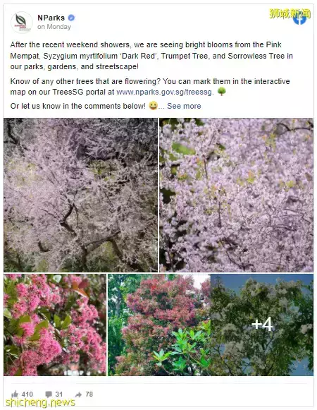 新加坡全島各地現“新加坡櫻花”景象！多種櫻花讓你一飽眼福