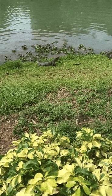 蜥蜴一打七！网友表示：“这是现实版的哥斯拉大战金刚！”