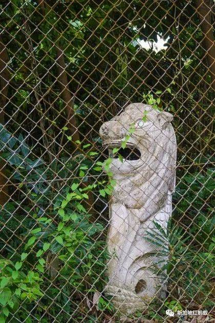 日本和歐洲也有魚尾獅? 它比你我知道的還要神出鬼沒