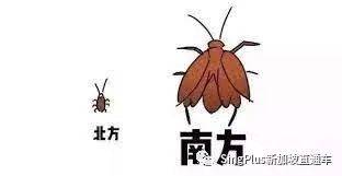 《新加坡最炫東北人圖鑒》