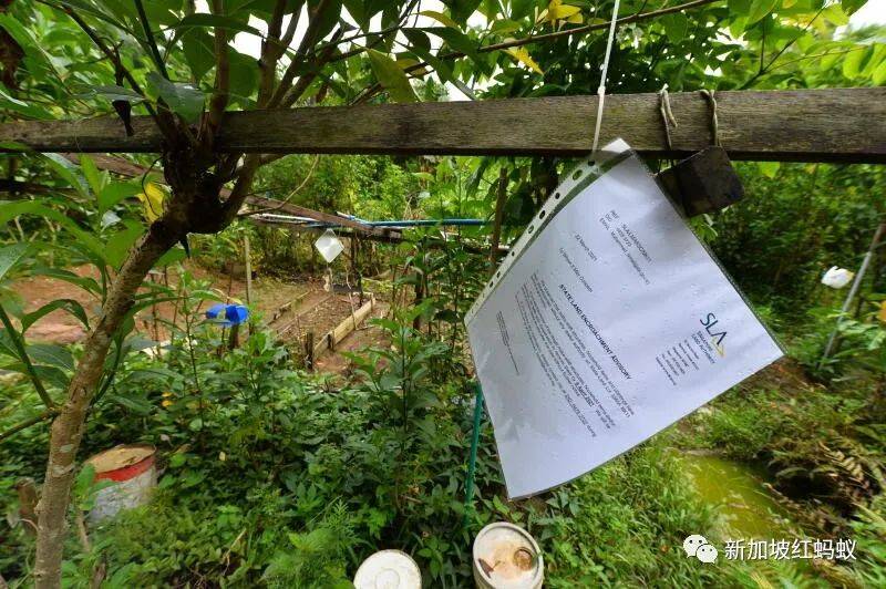 獅城“陶淵明”花10年悄悄在叢林裏開拓“世外桃源”　一朝被徒步者舉報，被令撤離